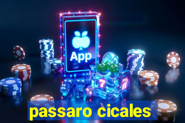 passaro cicales